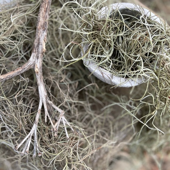🌍5 lbs. real Air Plants OrganicReal  Live Spanish Moss Extra Long Rare C… - Picture 8 of 17